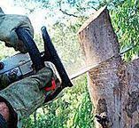 Best Tree and Shrub Care  in Scotts Valley, CA