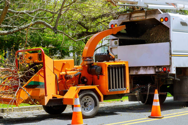 Best Arborist Consultation Services  in Scotts Valley, CA