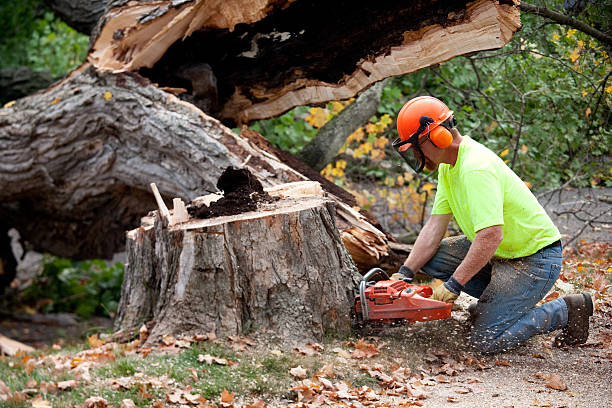 Best Tree Disease Treatment  in Scotts Valley, CA