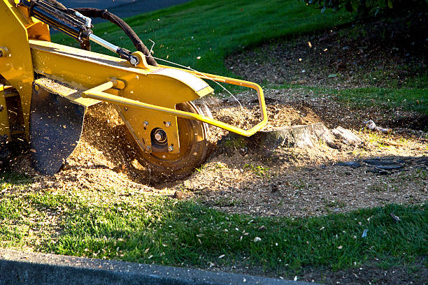 Best Lawn Drainage Solutions  in Scotts Valley, CA