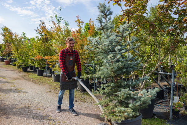 Best Tree Trimming and Pruning  in Scotts Valley, CA